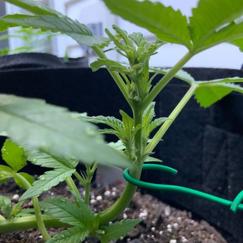 Gorilla Glue 2 7/25 growlog photo: 8a
New growth 
New chutes