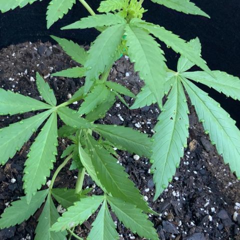 Gorilla Glue 2 7/25 growlog photo: 8a
New growth 
New chutes