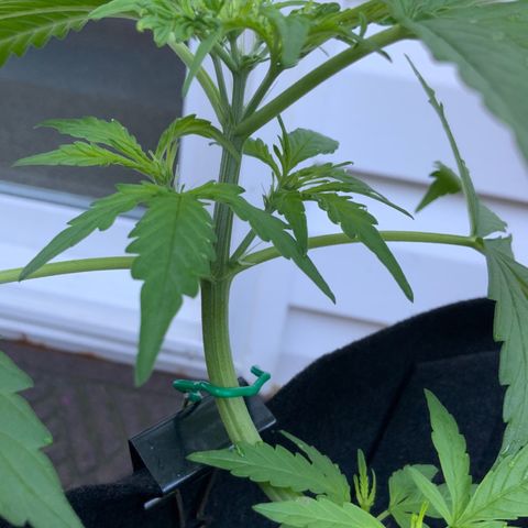 Gorilla Glue 1 7/23 growlog photo: 8a
New growth 
New chutes