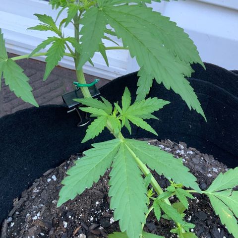 Gorilla Glue 1 7/23 growlog photo: 8a
New growth 
New chutes
