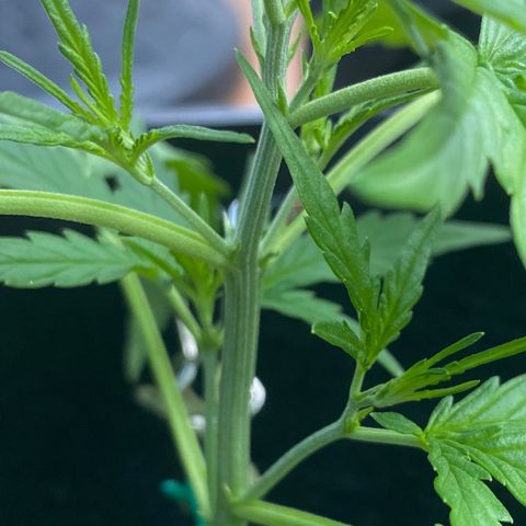 Bruce Banner 7/22 growlog photo: 6p