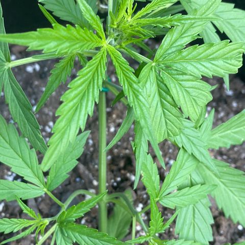 Bruce Banner 7/22 growlog photo: 6p