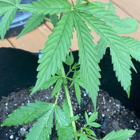 Bruce Banner 7/22 growlog photo: 6p