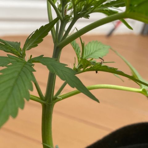 Gorilla Glue 1 7/23 growlog photo: 6p