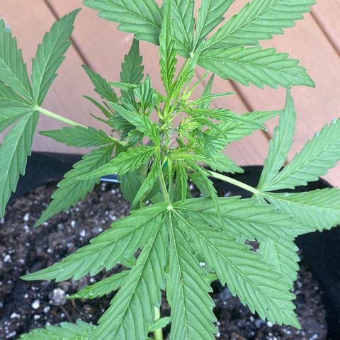 Gorilla Glue 1 7/23 growlog photo: 6p