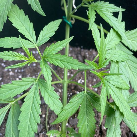 Gorilla Glue 1 7/23 growlog photo: 6p