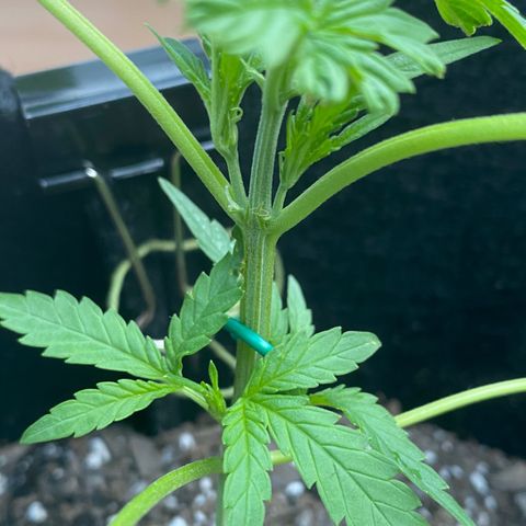 White Widow 7/25 growlog photo: 6p