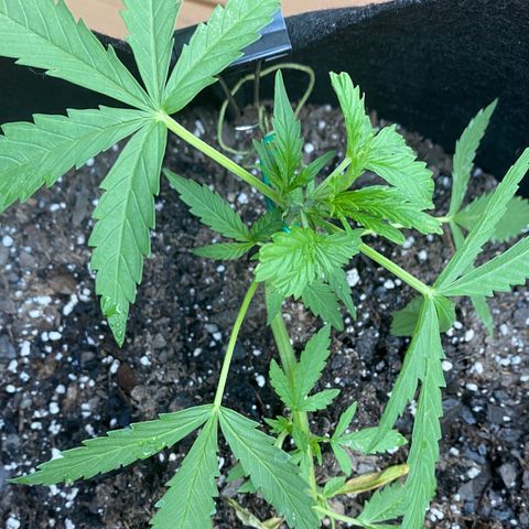 White Widow 7/25 growlog photo: 6p