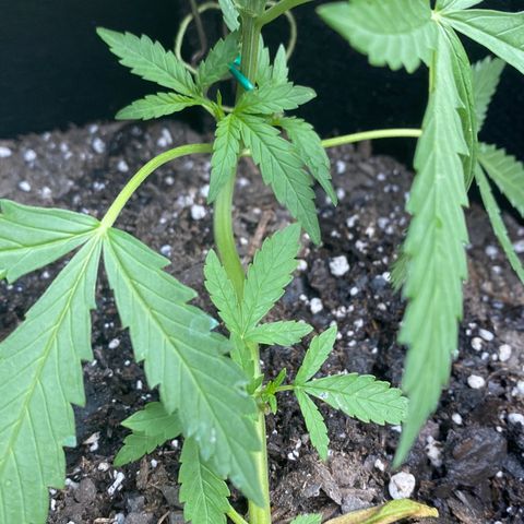 White Widow 7/25 growlog photo: 6p