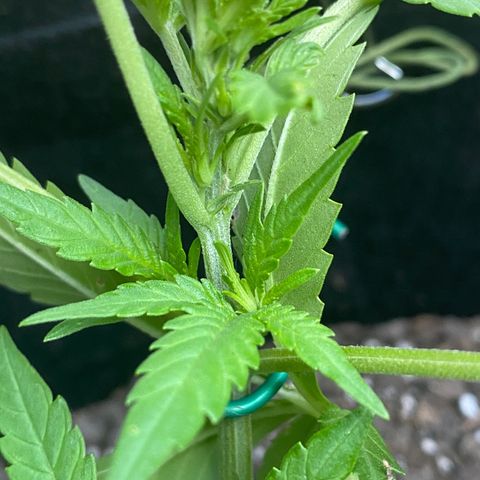 Gorilla Glue 2 7/25 growlog photo: 6p