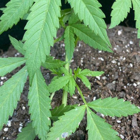 Gorilla Glue 2 7/25 growlog photo: 6p