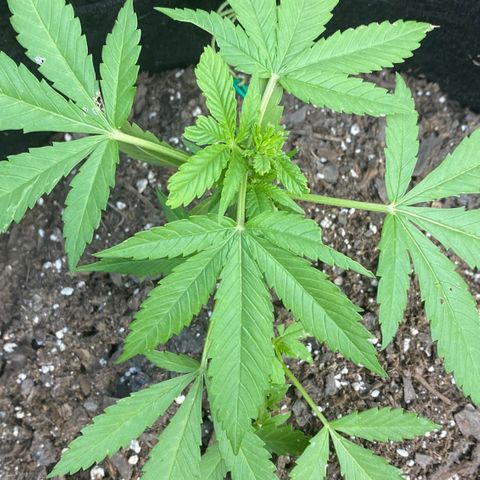 Gorilla Glue 2 7/25 growlog photo: 6p