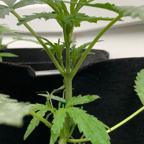 Bruce Banner 7/22 growlog photo: 10a