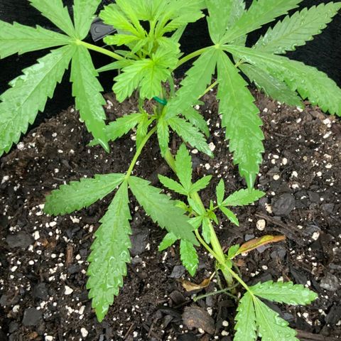 Bruce Banner 7/22 growlog photo: 10a
