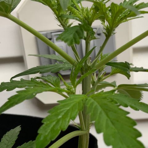 Gorilla Glue 1 7/23 growlog photo: 10a