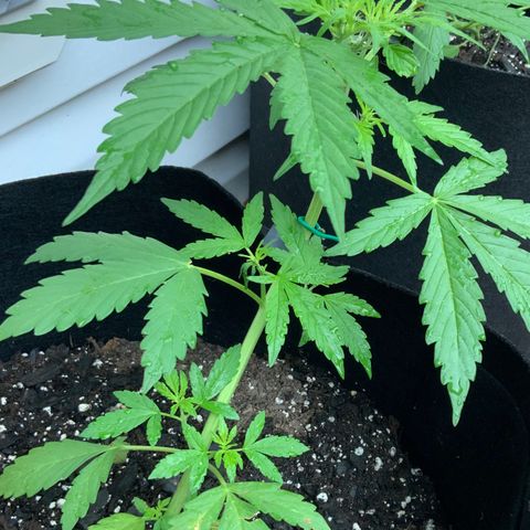 Gorilla Glue 1 7/23 growlog photo: 10a
