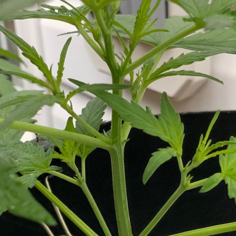 White Widow 7/25 growlog photo: 10a
