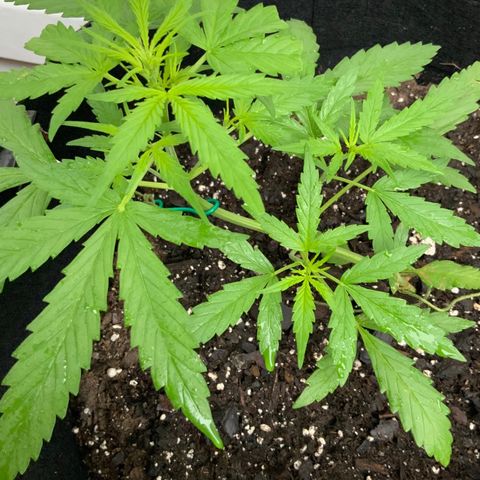 White Widow 7/25 growlog photo: 10a
