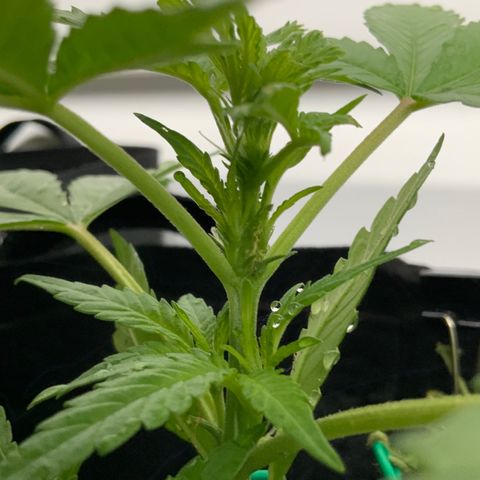 Gorilla Glue 2 7/25 growlog photo: 10a