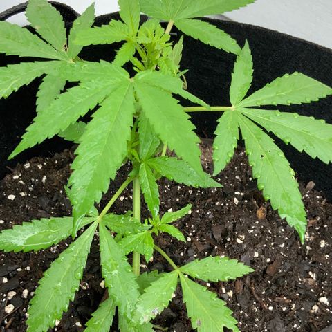 Gorilla Glue 2 7/25 growlog photo: 10a
