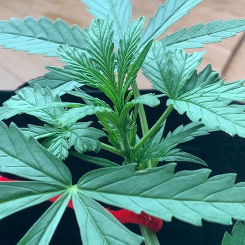 Bruce Banner 7/22 growlog photo: 7p