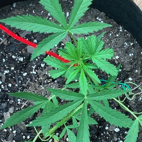 Bruce Banner 7/22 growlog photo: 7p