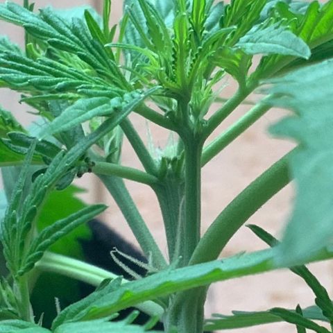 Gorilla Glue 1 7/23 growlog photo: 7p