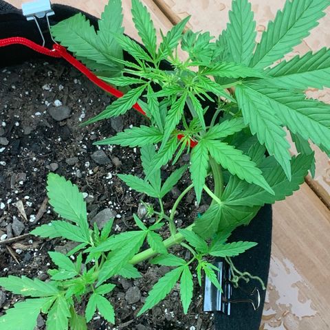 Gorilla Glue 1 7/23 growlog photo: 7p
