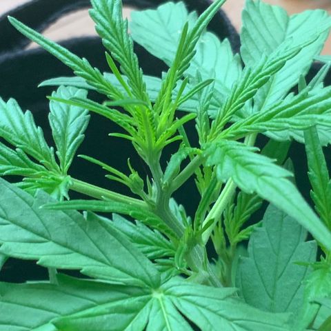 White Widow 7/25 growlog photo: 7p