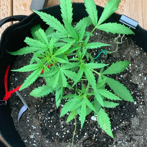 White Widow 7/25 growlog photo: 7p