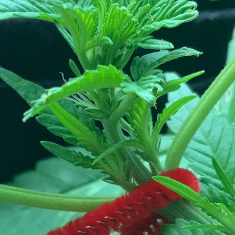 Gorilla Glue 2 7/25 growlog photo: 7p