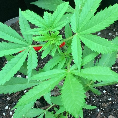 Gorilla Glue 2 7/25 growlog photo: 7p