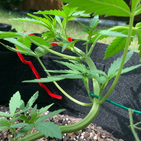 Bruce Banner 7/22 growlog photo: 10a