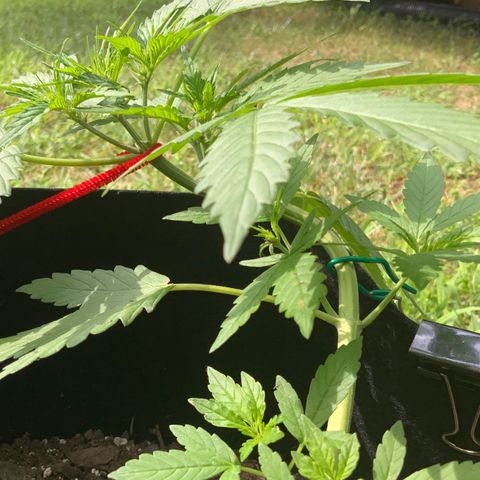 Gorilla Glue 1 7/23 growlog photo: 10a