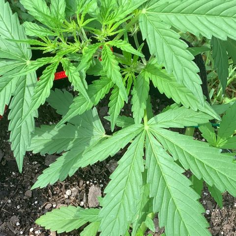 Gorilla Glue 1 7/23 growlog photo: 10a