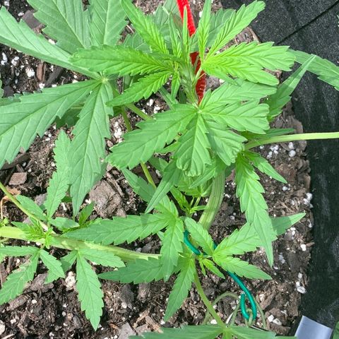 Bruce Banner 7/22 growlog photo: 10a