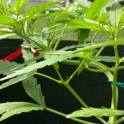 White Widow 7/25 growlog photo: 10a