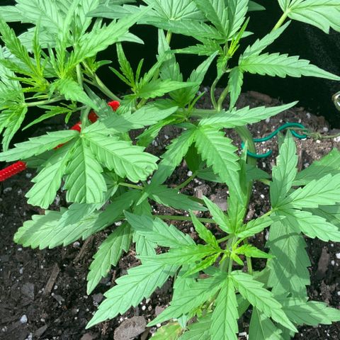 White Widow 7/25 growlog photo: 10a