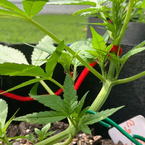 Gorilla Glue 2 7/25 growlog photo: 10a