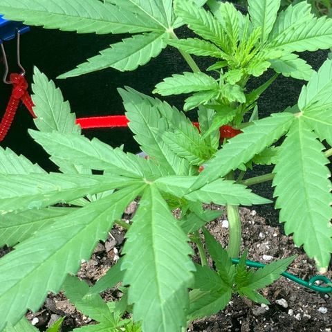 Gorilla Glue 2 7/25 growlog photo: 10a