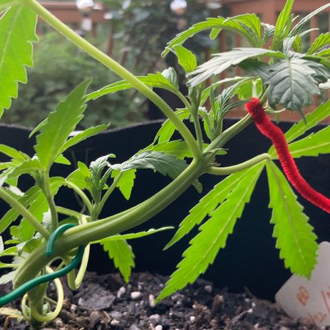 Bruce Banner 7/22 growlog photo: 7p