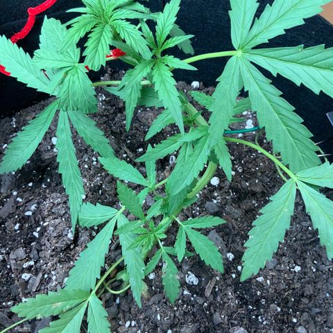 Bruce Banner 7/22 growlog photo: 7p