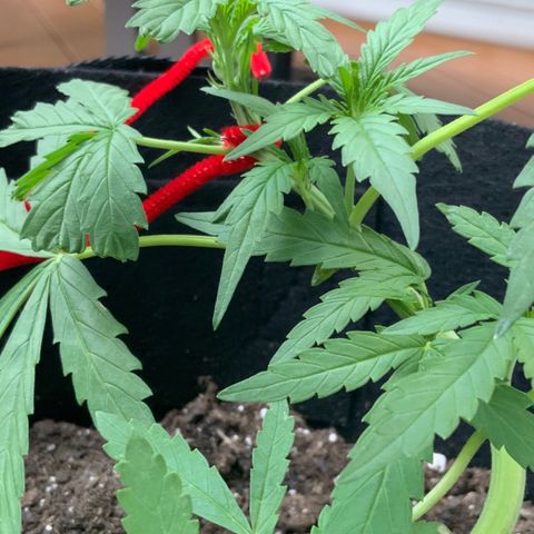 Bruce Banner 7/22 growlog photo: 7p