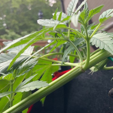 Gorilla Glue 1 7/23 growlog photo: 7p
Pre-F