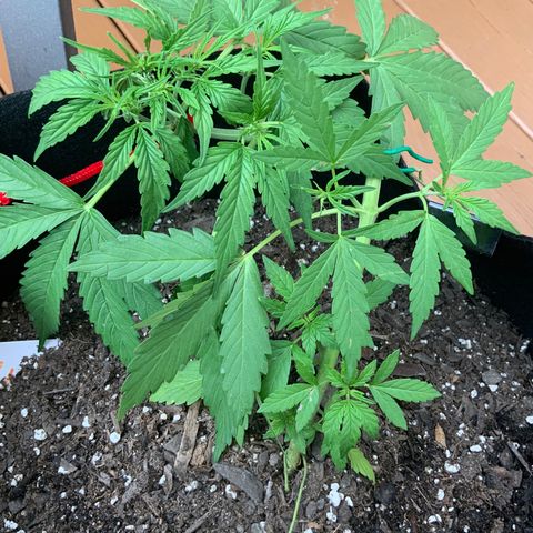 Gorilla Glue 1 7/23 growlog photo: 7p
Pre-F