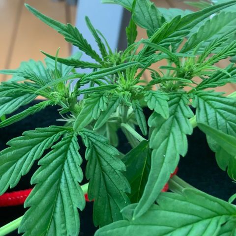 Gorilla Glue 1 7/23 growlog photo: 7p
Pre-F