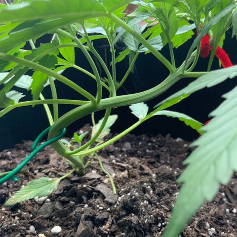 White Widow 7/25 growlog photo: 7p