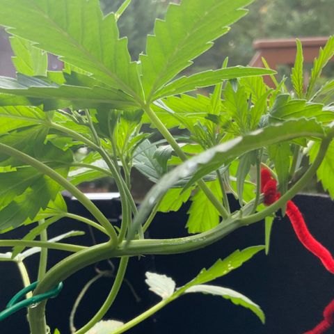 White Widow 7/25 growlog photo: 7p
