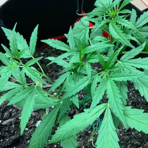 White Widow 7/25 growlog photo: 7p