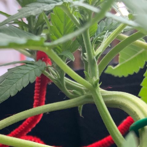 Gorilla Glue 2 7/25 growlog photo: 7p
Pre-F